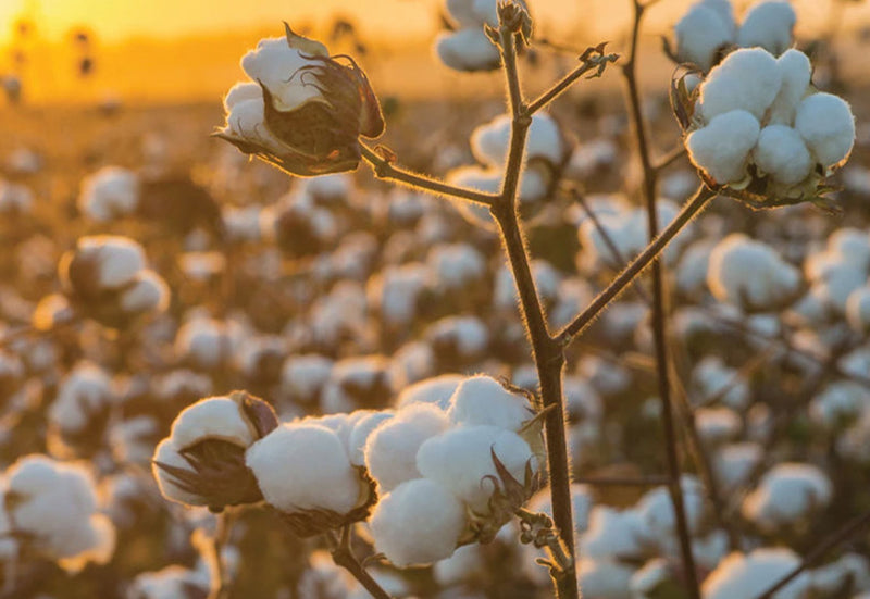 Why Choose Organic Cotton For Your Baby?